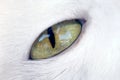Cat eye Royalty Free Stock Photo