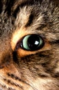 Cat eye Royalty Free Stock Photo