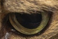 Cat eye close up Royalty Free Stock Photo