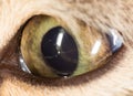 Cat eye. close-up Royalty Free Stock Photo