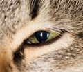 Cat eye. close-up Royalty Free Stock Photo