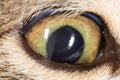 Cat eye. close-up Royalty Free Stock Photo