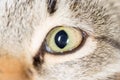 Cat eye. close-up Royalty Free Stock Photo