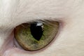 Cat eye close up Royalty Free Stock Photo