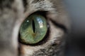 Cat eye close up with narrow pupil