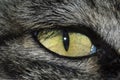 Cat eye Royalty Free Stock Photo