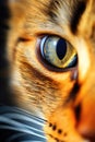 Cat eye. Eye of the tiger. Closeup of feline face with green eye and whiskers. Majestic jungle cat. Royalty Free Stock Photo