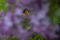 Cat eye in flowers Royalty Free Stock Photo