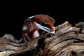 Cat eye gecko closeup on wood Royalty Free Stock Photo