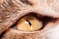 Cat eye high close magnification Royalty Free Stock Photo