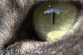 Cat eye macro