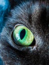 Cat Eye Macro Royalty Free Stock Photo
