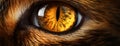 Cat Eye Photo Closeup