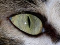 Cat Eyes Royalty Free Stock Photo