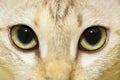 Cat eyes Royalty Free Stock Photo
