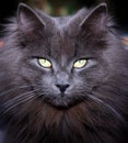 Cat eyes Royalty Free Stock Photo
