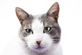 Cat eyes. Cat portrait in white studio background. Domestic cat isolated on white. Grey silver eyes. Cat with blue eyes