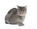 Cat with eyes closed Royalty Free Stock Photo