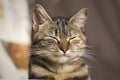 Cat with eyes closed Royalty Free Stock Photo