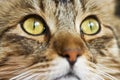 Cat Eyes, closeup Royalty Free Stock Photo