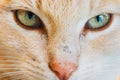 Cat eyes closeup Royalty Free Stock Photo