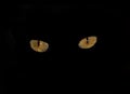 Cat Eyes In The Dark