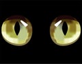 Cat eyes in dark