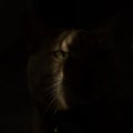 Cat, eyes, darkness, light