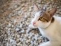 Cat eyes yellow color looking up and sit on ground