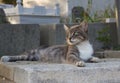 Cat at Eyup cemetery