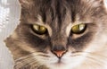 Cat face close-up. Gray cat with big eyes. Portrait of a gray domestic cat Royalty Free Stock Photo