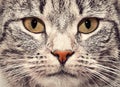 Cat face close up portrait Royalty Free Stock Photo
