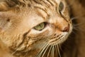 Cat face closeup Royalty Free Stock Photo