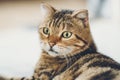 A Cat face closeup Cute pet Royalty Free Stock Photo