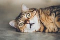 A Cat face closeup Cute pet Royalty Free Stock Photo