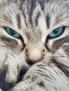 Cat face ,foreground of a tender siberian kitten long haired, Green eyes