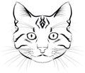 Cat face grafik isolated Royalty Free Stock Photo