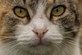 Cat face macro. Cat look Royalty Free Stock Photo