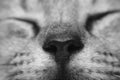 Cat face macro photo black and white Royalty Free Stock Photo