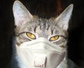 Cat in a face mask close up portrait Royalty Free Stock Photo