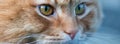 Cat face portrait close up web banner Royalty Free Stock Photo