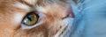 Cat face portrait close up web banner Royalty Free Stock Photo