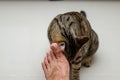 Cat face rubbing people`s feet, Tabby cat Royalty Free Stock Photo