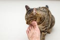 Cat face rubbing people`s feet, Tabby cat Royalty Free Stock Photo
