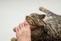 Cat face rubbing people`s feet, Tabby cat Royalty Free Stock Photo