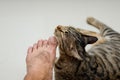 Cat face rubbing people`s feet, Tabby cat Royalty Free Stock Photo