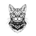 Cat face sketch vector