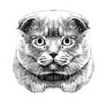 Cat face sketch vector