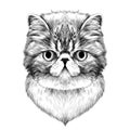 Cat face sketch vector