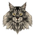 Cat face sketch vector Royalty Free Stock Photo